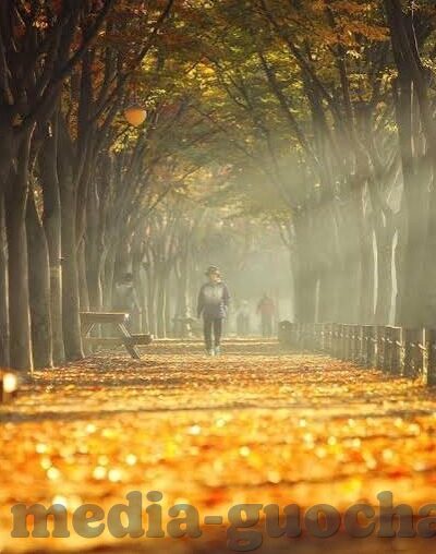 大象传媒下载app下载-探索大象传媒，下载APP的便捷与魅力